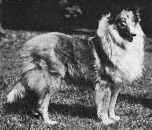 Tazewell Laund Laurier | Rough Collie 