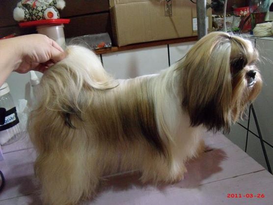 Phiona Drecksler | Shih Tzu 