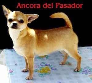 ANCORA DEL PASADOR | Chihuahua 