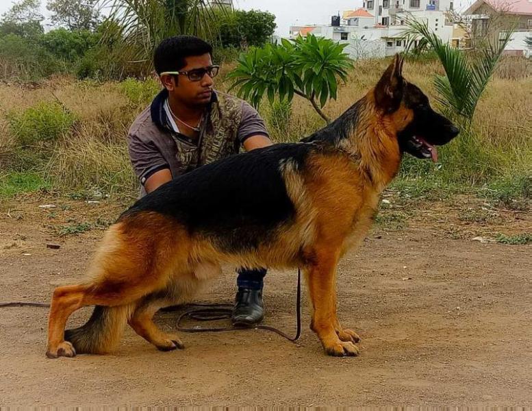 RIO OF BLACK FANTASY | German Shepherd Dog 