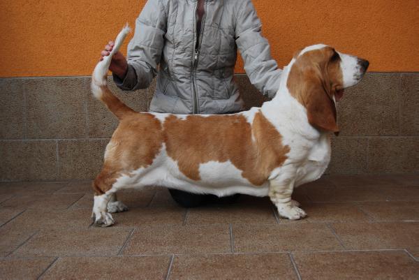 HOLLY GLOOMY CLOWN | Basset Hound 