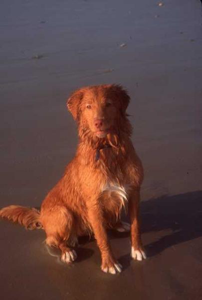 Whitecliff Spicy Ginger Snap | Nova Scotia Duck Tolling Retriever 