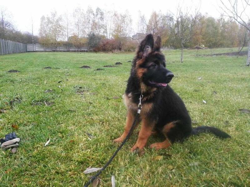 Betty Viktorias Pride long | German Shepherd Dog 