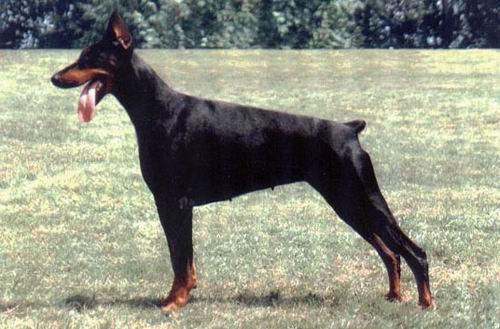 Golden Girl dei Nobili Nati | Black Doberman Pinscher