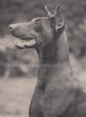 Amsel v.d. Eich | Brown Doberman Pinscher