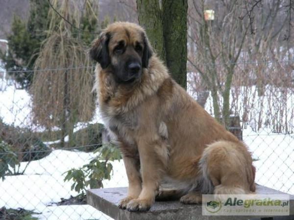 Heska Oaza Wschodu | Leonberger 