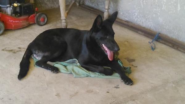 Franka Leonero | German Shepherd Dog 