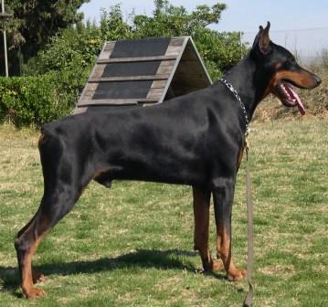 BamBam De Covalta | Black Doberman Pinscher