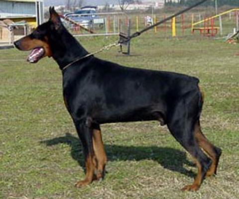 Thor De Rio Alto | Black Doberman Pinscher