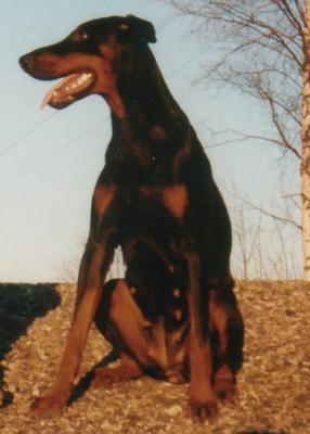 Act Able Arctic Amanda | Black Doberman Pinscher