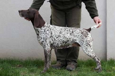 Micskei Zsazsa | German Shorthaired Pointer 