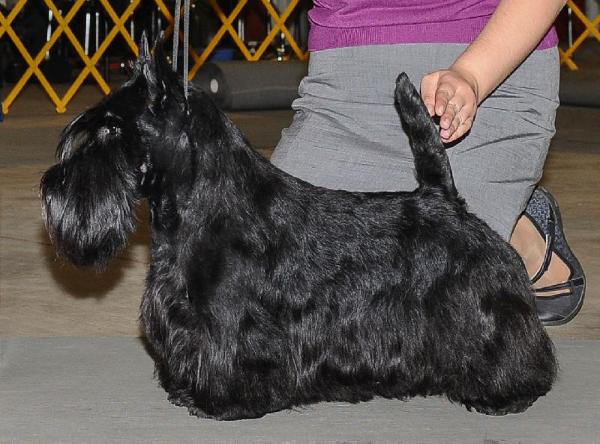 Juscot All Black Spirit | Scottish Terrier 