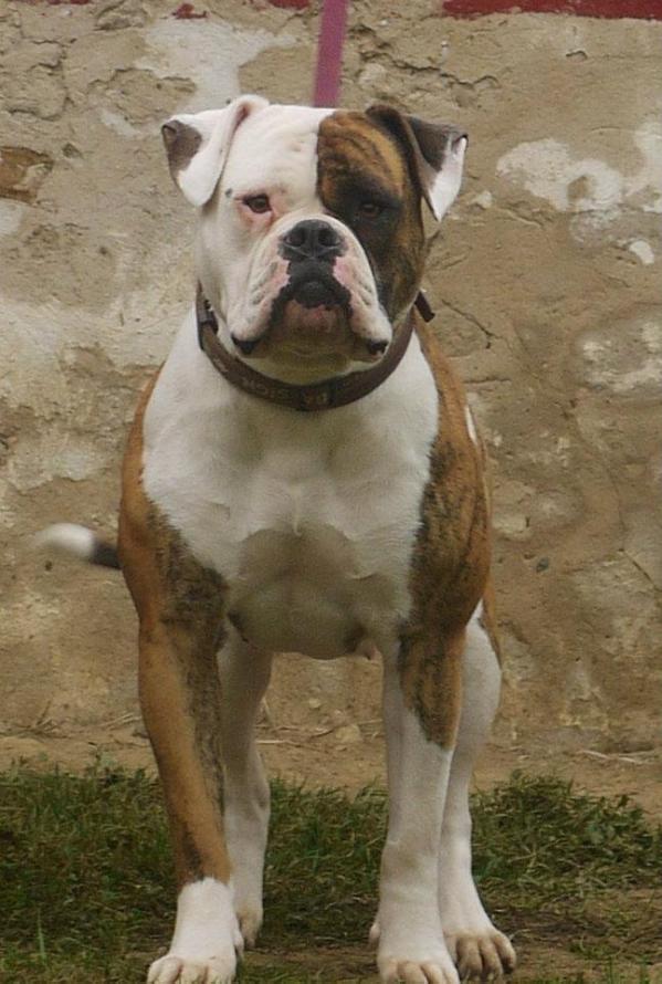 Jay's Bulls Foxylla | American Bulldog 