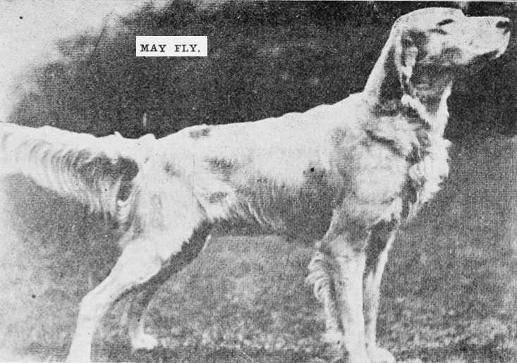 May Fly (G.O. Smith) | English Setter 