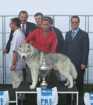 Gamekeeper of siberian lady | Siberian Husky 