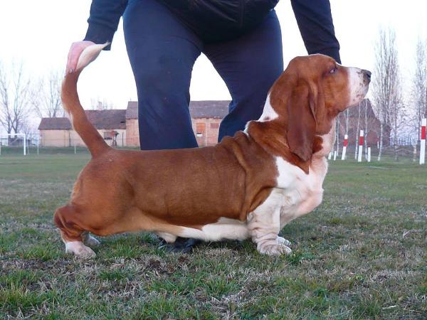 Bassbarr Barolo | Basset Hound 