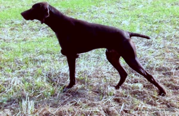 Aral de la Porte de Becray | German Shorthaired Pointer 