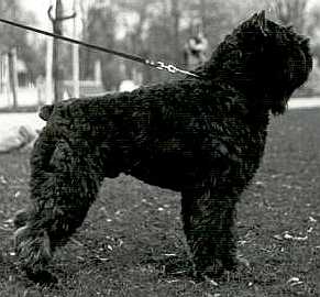 Quintus Le Petit Coin | Bouvier des Flandres 