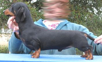 Duchwood's Hurricane Danny | Dachshund 