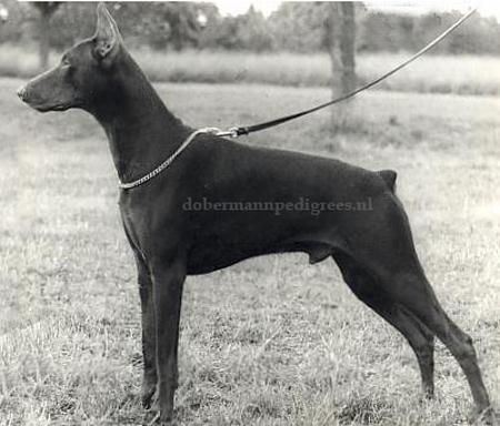 Amir v. Egeloh | Brown Doberman Pinscher