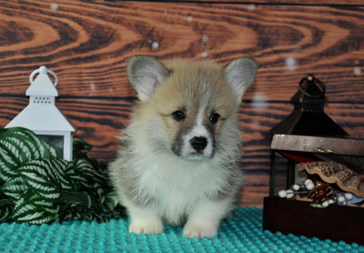 Eremey Iz Imperii Adamant, nb | Pembroke Welsh Corgi 