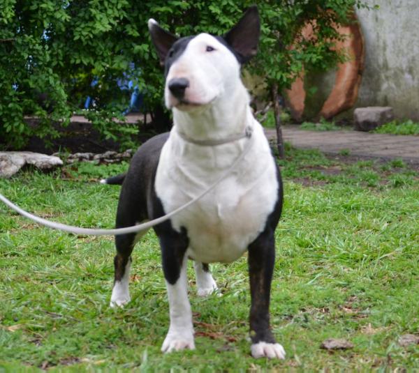 Anka de los Héroes | Bull Terrier 