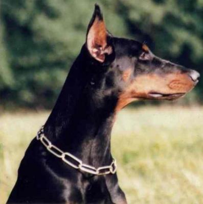 Akito v. Patravadi | Black Doberman Pinscher