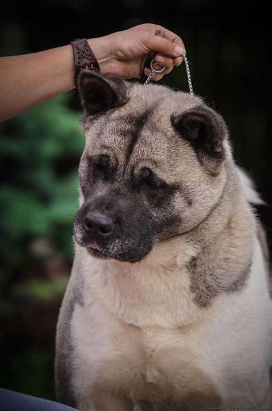 Heavenly Light Be Famous | Akita 