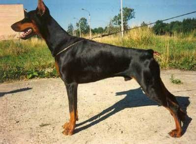 Graaf Onno v. Neerlands Stam (NHSB 1885423) | Black Doberman Pinscher