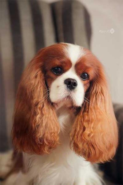 ANGEL'S PRIDE GENTLEMAN | Cavalier King Charles Spaniel 