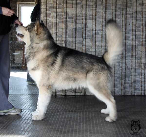 Azurit ot Filippovoy | Alaskan Malamute 