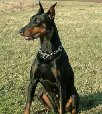 Aura v. Freileben | Black Doberman Pinscher