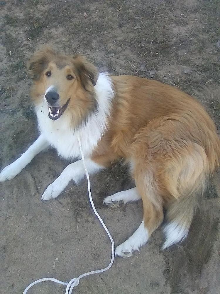 Lady Sliczna | Rough Collie 