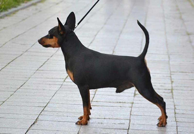 Majestic Dream Line Reginald | Miniature Pinscher 