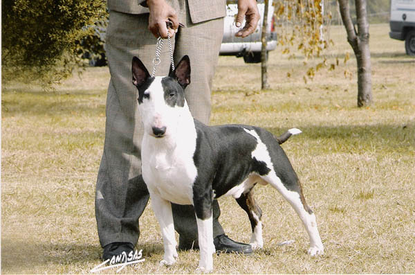 Yago de Murias | Bull Terrier 