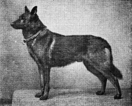 Hektor von Schwaben | German Shepherd Dog 