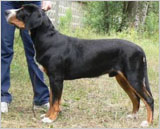 Korona rossii yarosvet | Greater Swiss Mountain Dog 