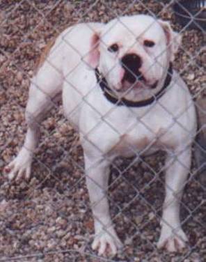 KMK's Cherry Bomb | American Bulldog 