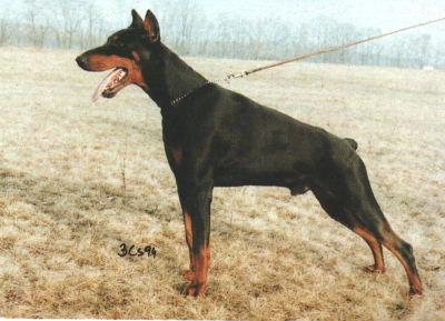 Graaf Bolero v.d. Rameler Marke | Black Doberman Pinscher