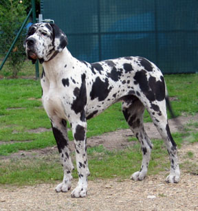 Tribeca King Of Kings | Great Dane 