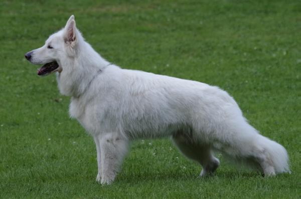 Ari of Stardust Angels | White Swiss Shepherd Dog 