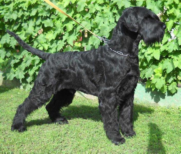 VASKO RADINE | Giant Schnauzer 