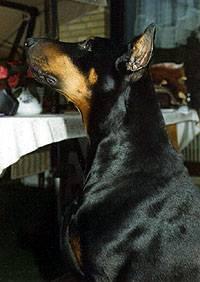 Kobold v. Kirchbühl | Black Doberman Pinscher