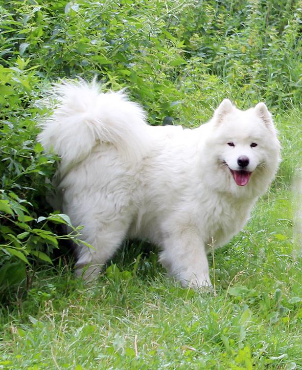 ZLAT IMPERIYA VESTFALIYA | Samoyed 