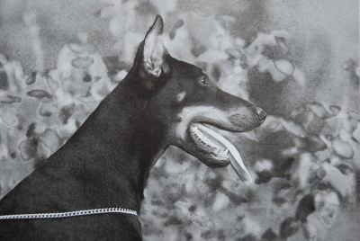 Laodike v. Nymphenburg | Black Doberman Pinscher