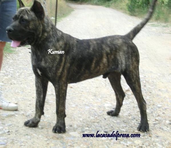 Kuman de Casa del Presa | Perro de Presa Canario 