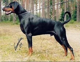 Zonsierraz Ozborn | Black Doberman Pinscher