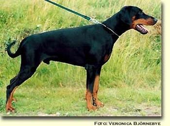 Zonsierraz Ozzy | Black Doberman Pinscher