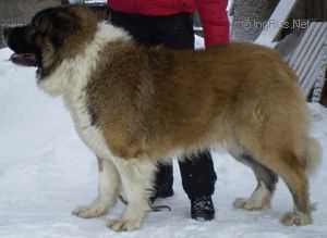 Medvedi Iz Grada Kresta Gordon | Caucasian Mountain Dog 