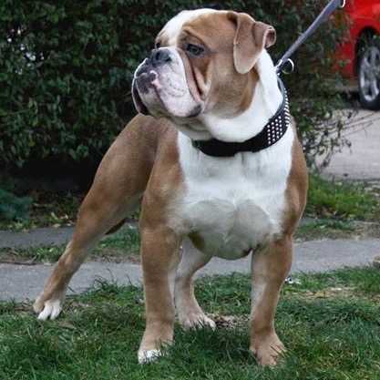 Ironhand's Titanium | Olde English Bulldogge 